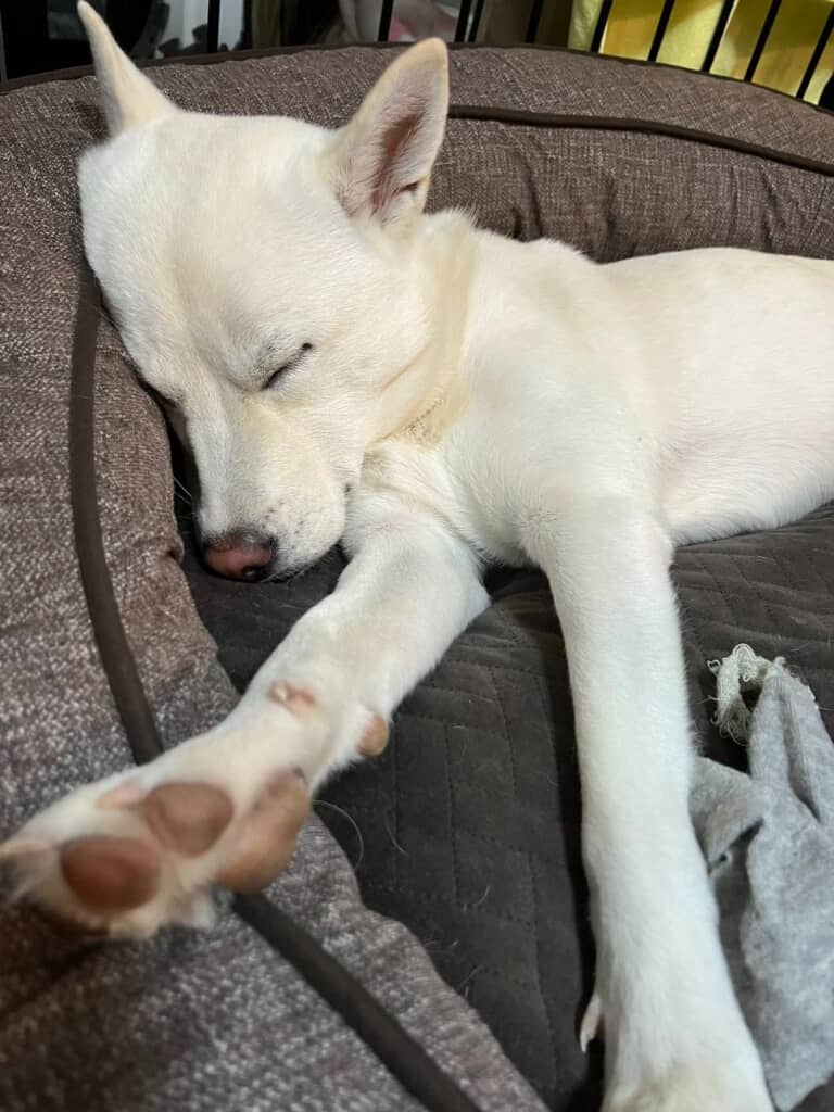 元保護犬の「永遠（とわ）」くん