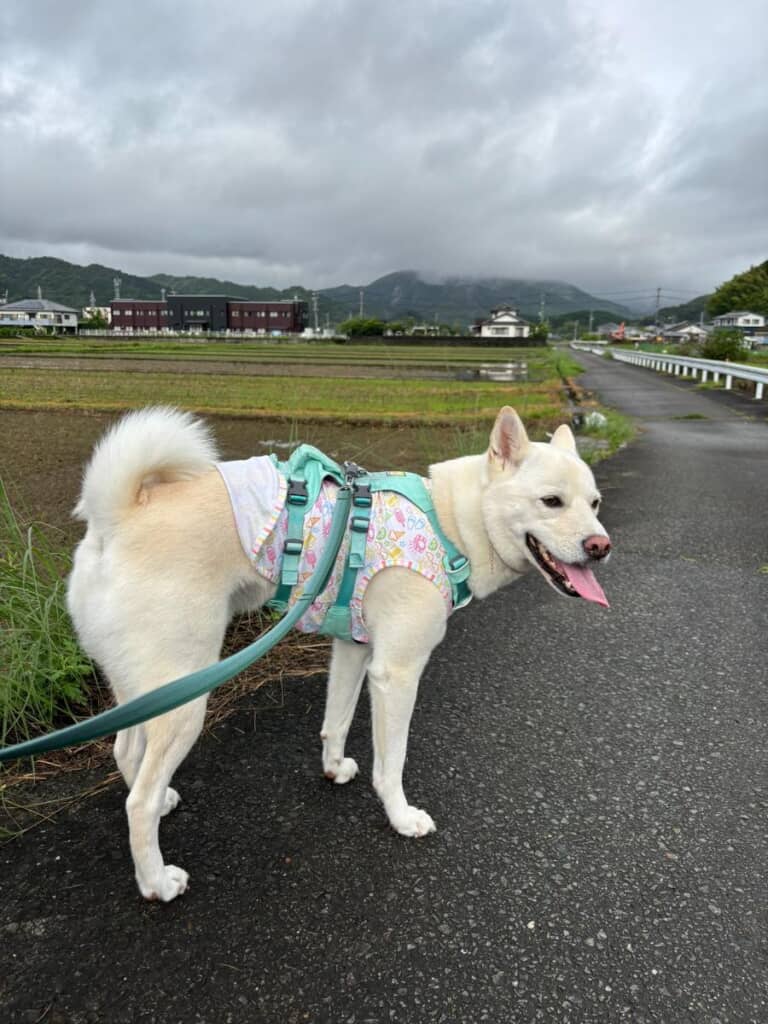 魅力たっぷりに育ったとわくん