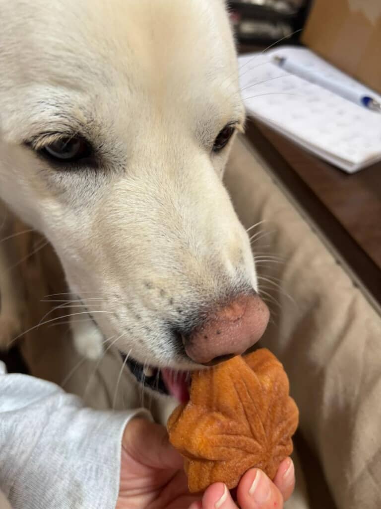 もみじ饅頭の皮はボクのもの