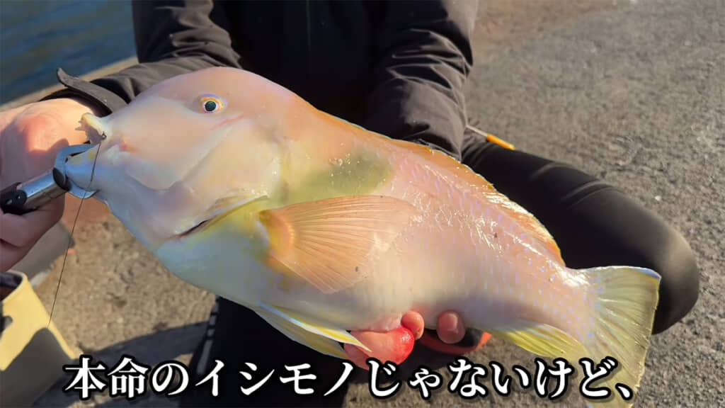 かわいらしい見た目に反して力強かったイラ