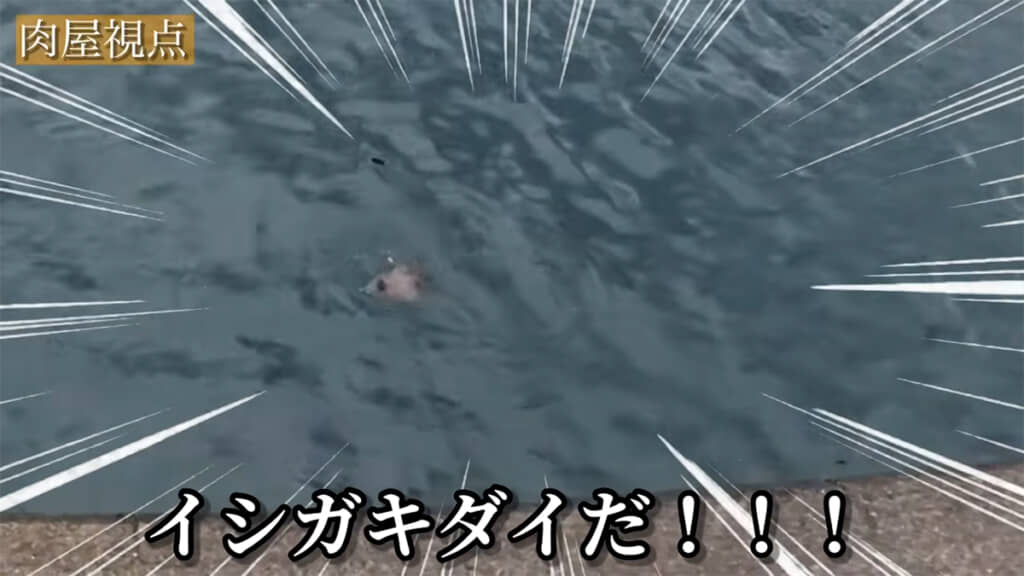 狙い続けたイシガキダイがかかりました