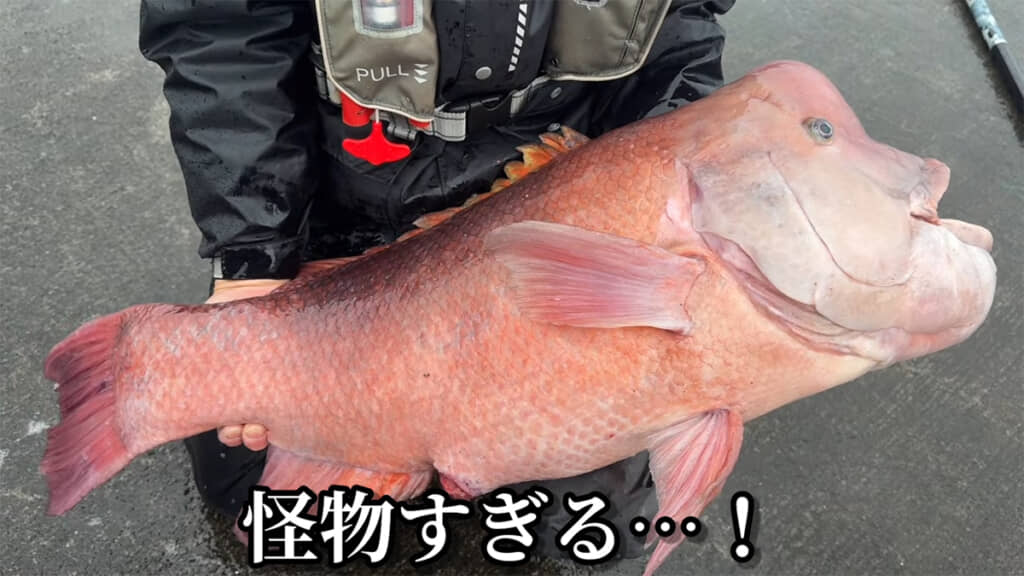 とんでもないサイズのコブダイでした！！