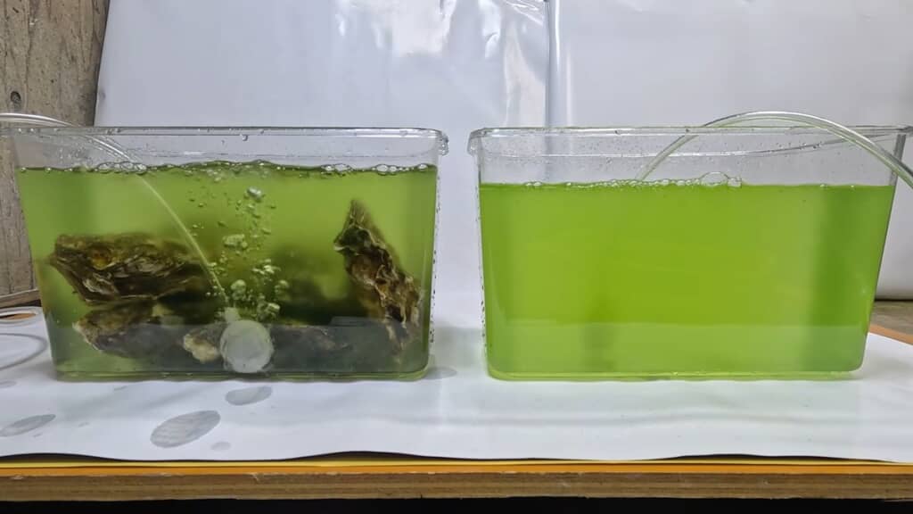 プランクトンだらけで緑色な海水