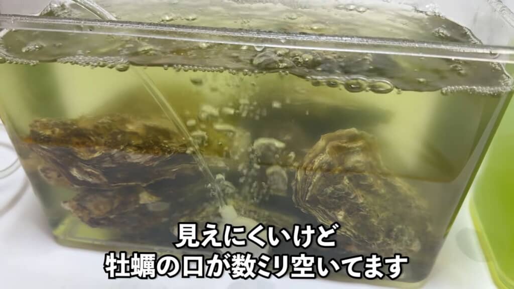 少し開いているカキの口