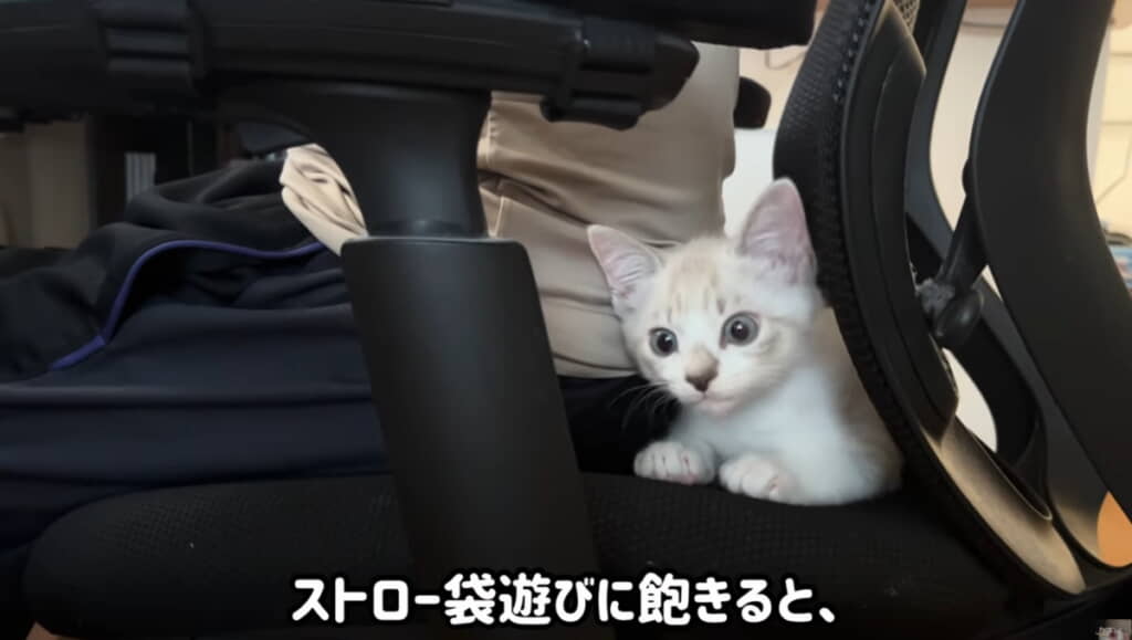 パパさんのワークチェアが気に入ったおまめくん