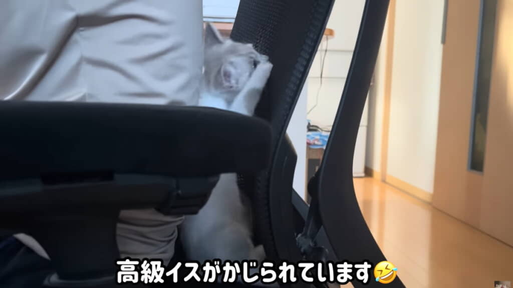 容赦なくかじられる高級チェア