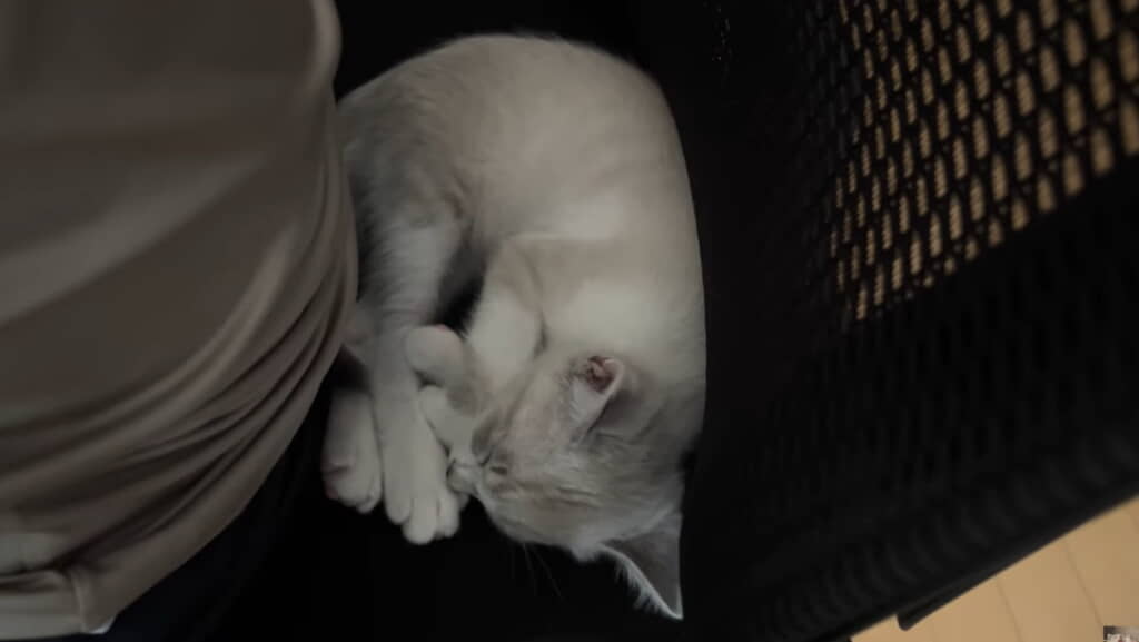 パパさんと背もたれのすき間にすっぽり