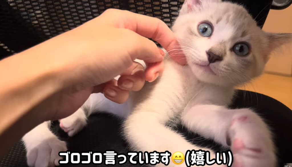 夜もワークチェアに滞在していたおまめくん