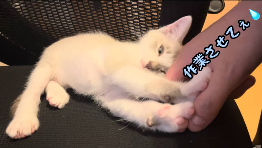 パパさんの手を両前足で押し返すおまめくん