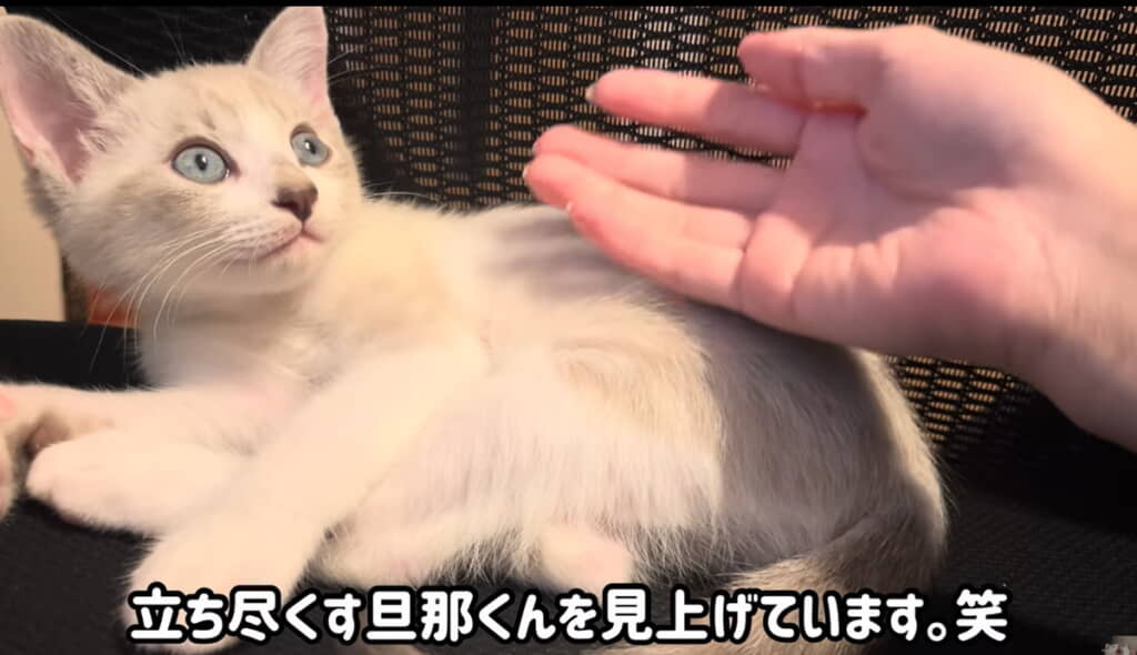 「なんか見てるにゃ」と言いたげなおまめくん