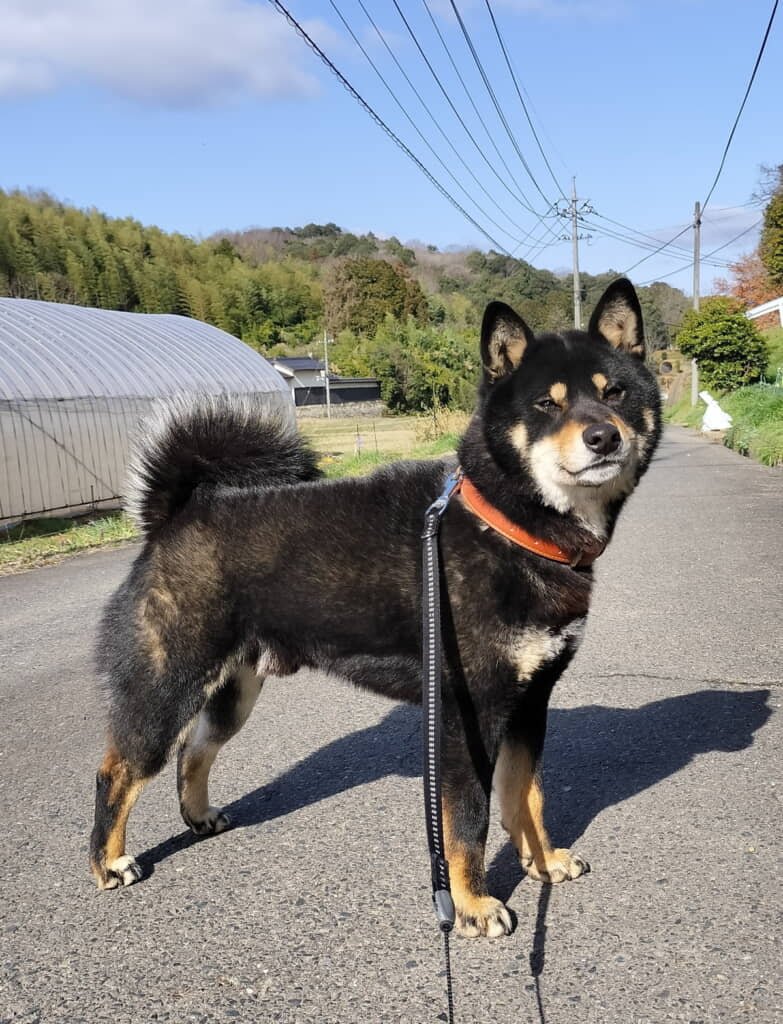 かっこいいかげとらくん