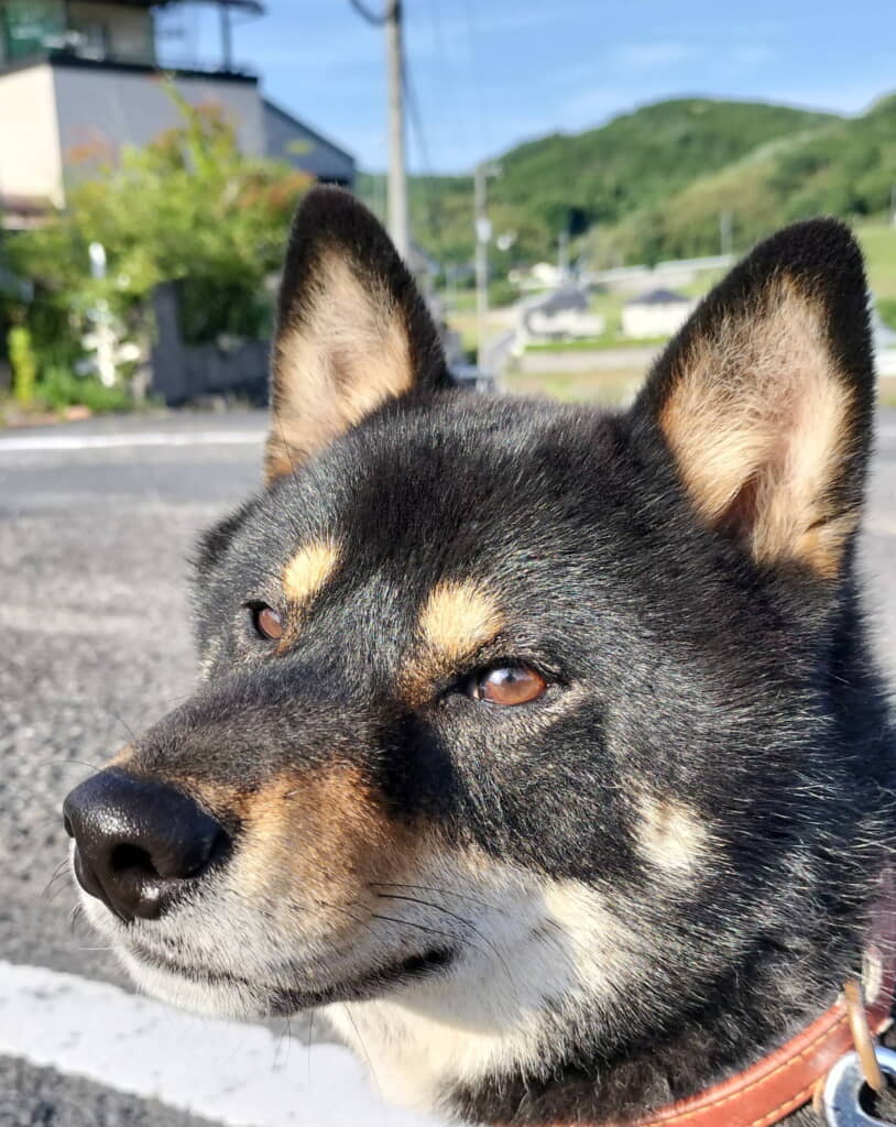 イケメンすぎるかげとらくん