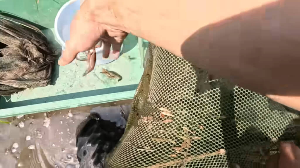 アメリカザリガニが3匹捕れた