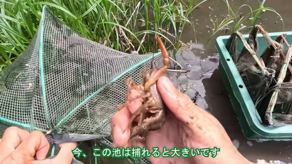 ウキヤガラ群落そばの罠に入っていた大きい個体