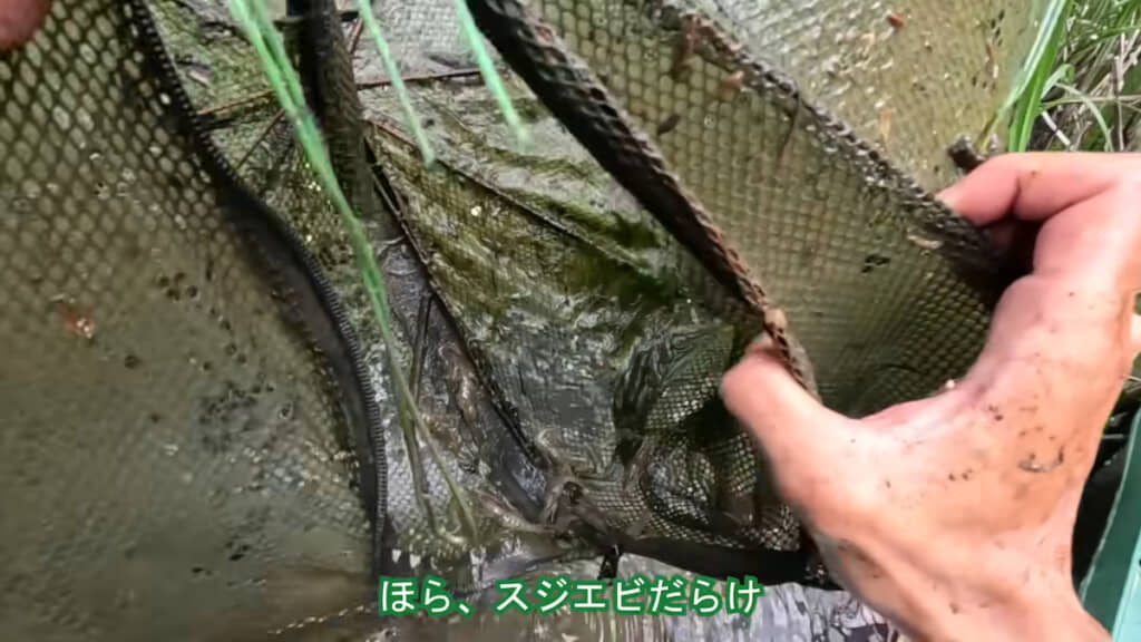 手前のほうでたくさんのスジエビが跳ねている