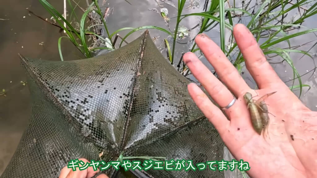 ギンヤンマのヤゴも入っていた