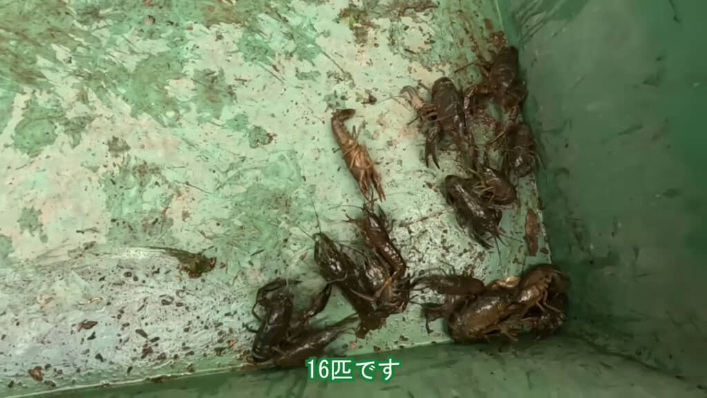 この日は16匹のアメリカザリガニが捕れた