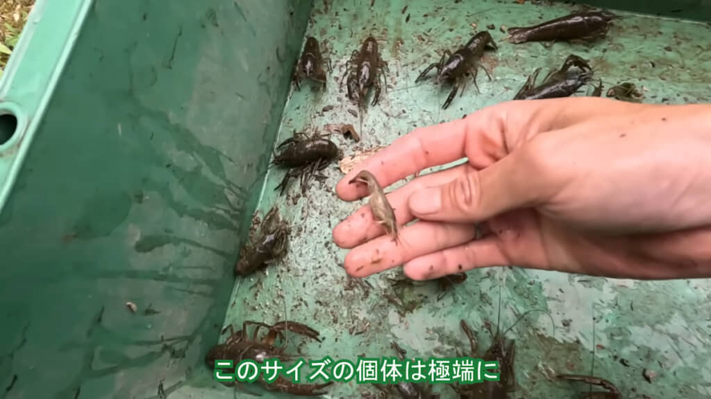 小さな個体（＝新しい世代）は極端に減っている