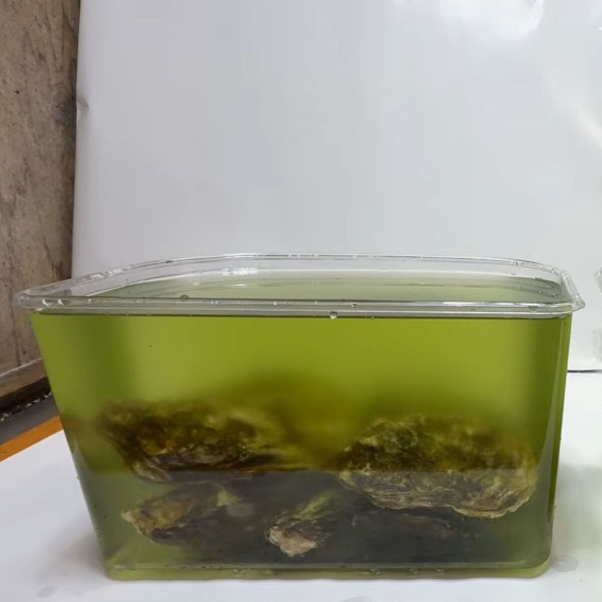 カキ7個を“濁った水”に入れたら、3時間後……　目を疑う光景に「えっヤバくない？」「短時間でこんなに……」 | その他生き物 ねとらぼ