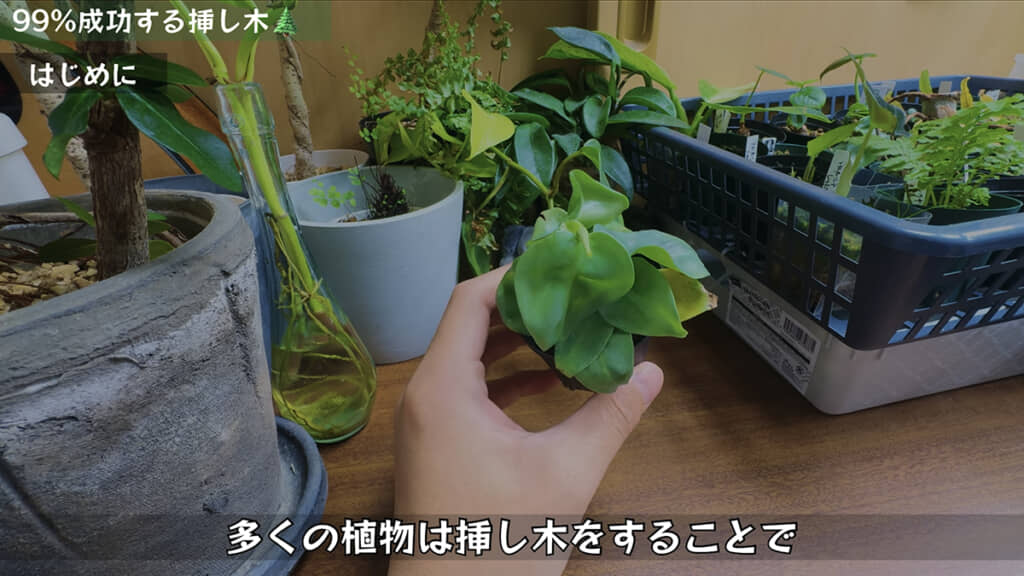 挿し木で植物を増やすコツ