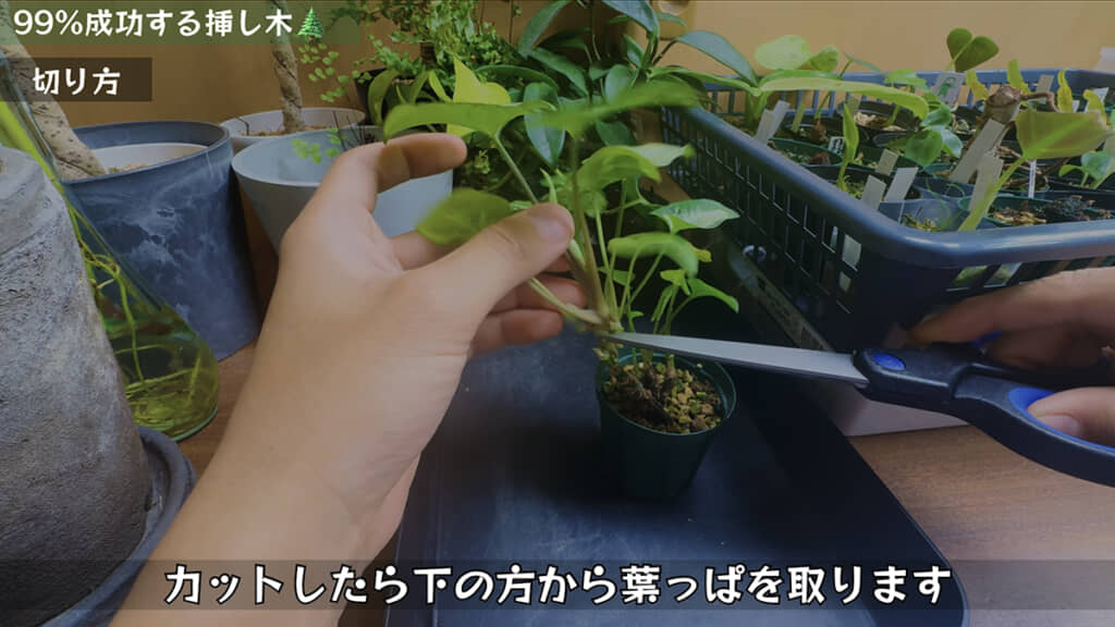 枝をカットして余分な葉を取り除きます