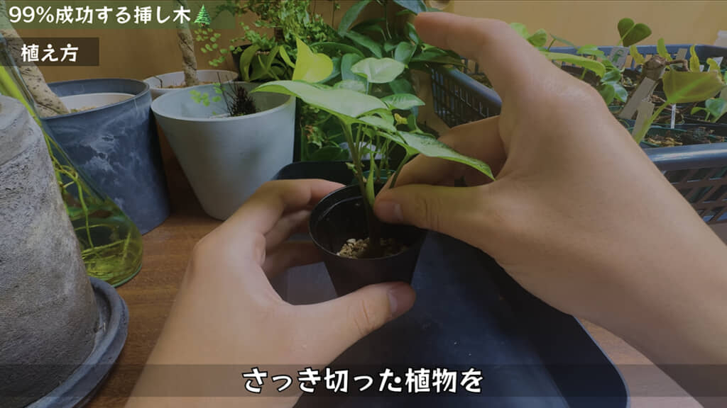 小さな鉢に植えて……