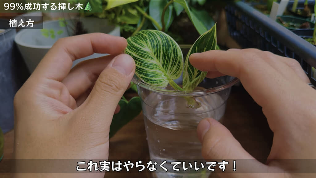 発根させるための水挿しは不要とのこと