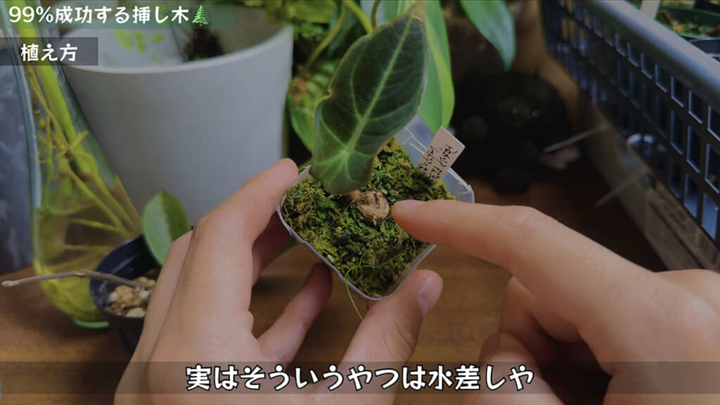 なかなか発根しない植物は水苔がおすすめ