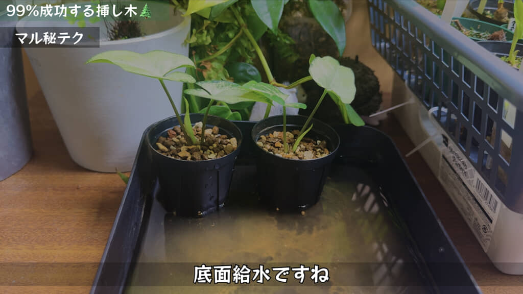 トレーに水を張って底面給水