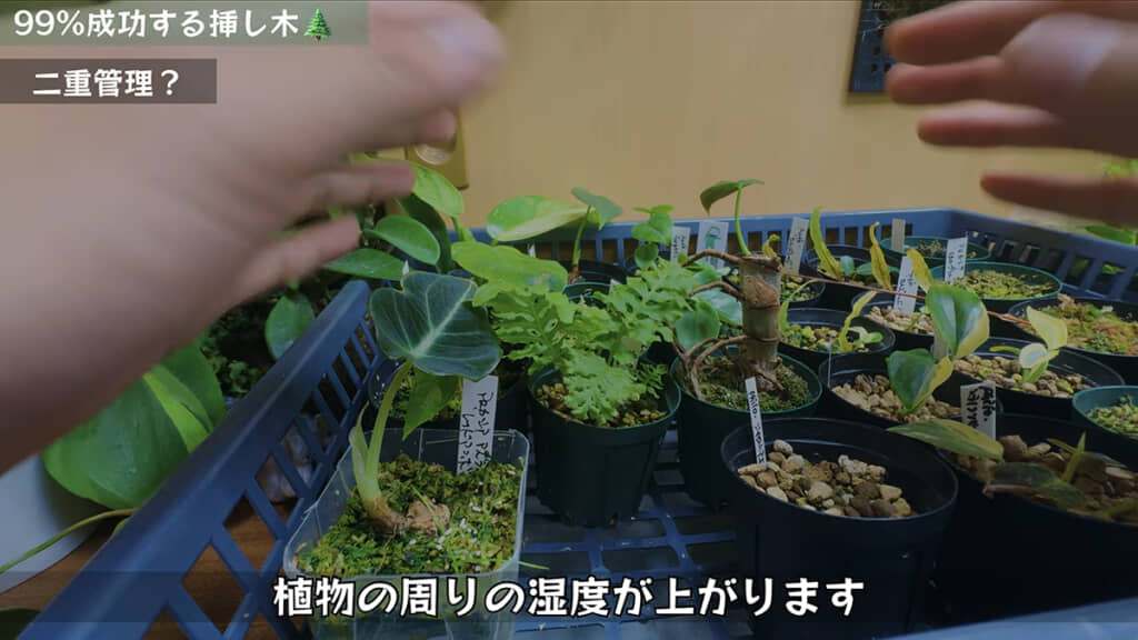 根が伸びてきたら水から出します