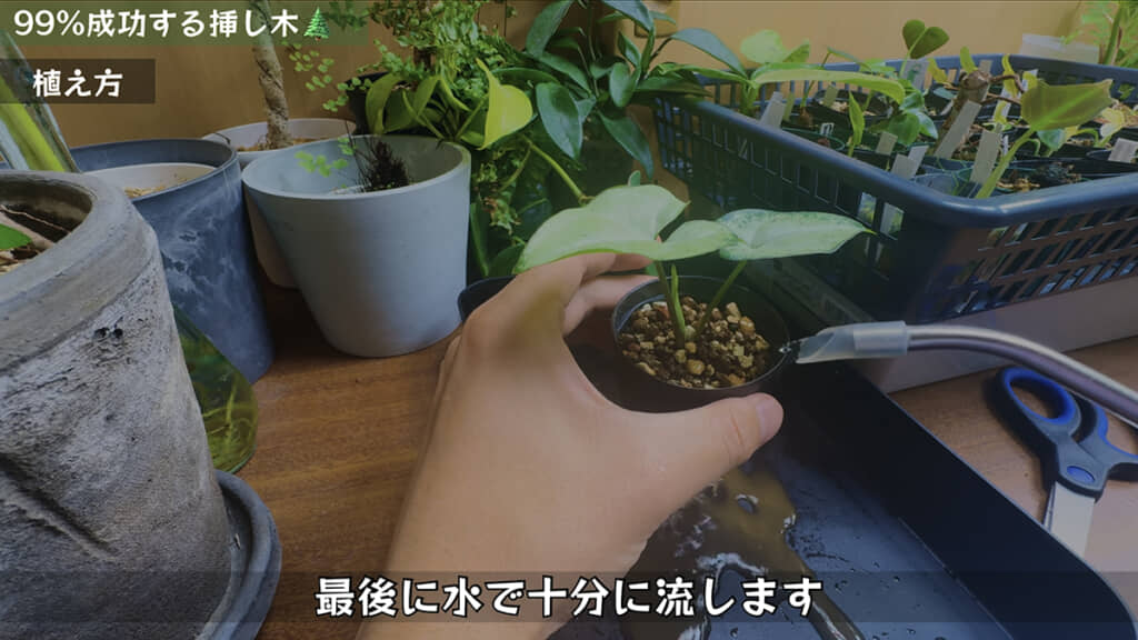 水をたっぷりあげて……