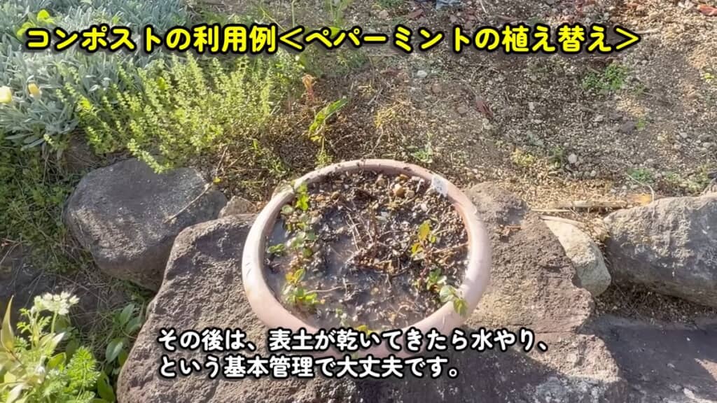 コンポストの土も使って植え替えたペパーミント