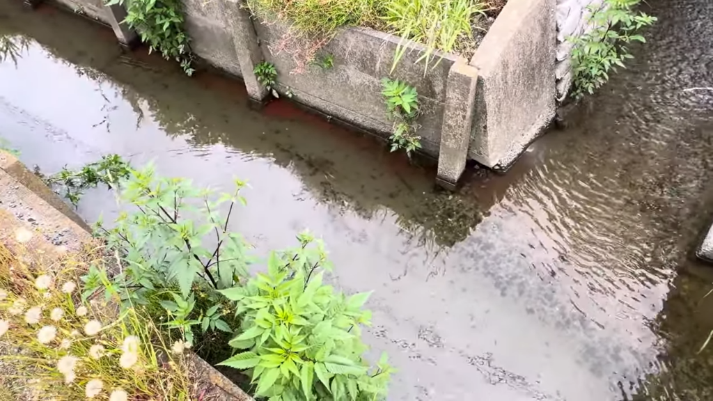 以前は外来アユが大量発生していた用水路