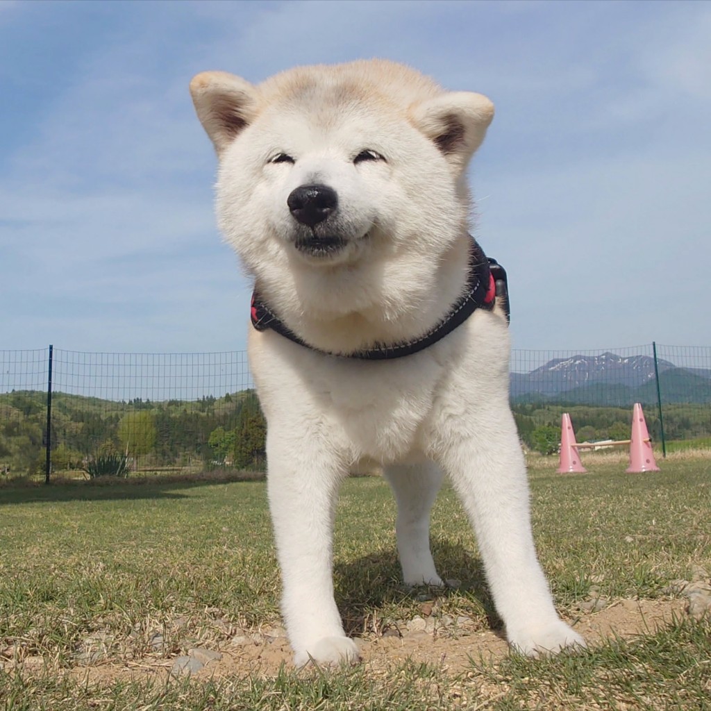柴犬のククリさん