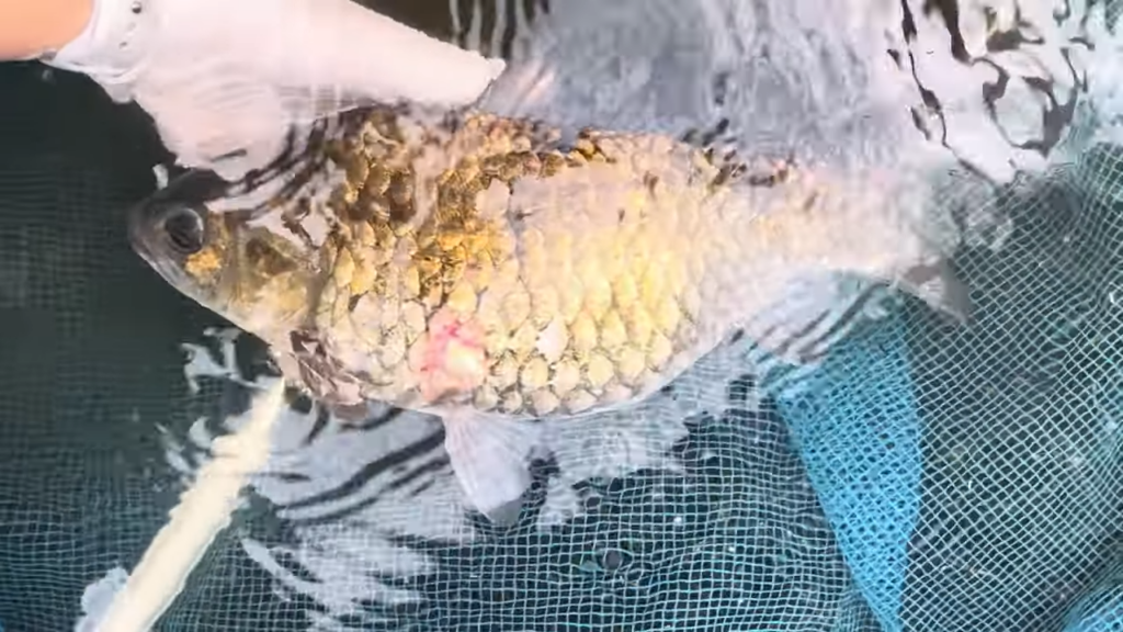 大きなヘラブナを発見！
