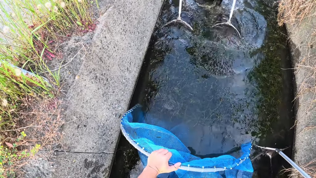 2人で協力して生き物を追い込みますが