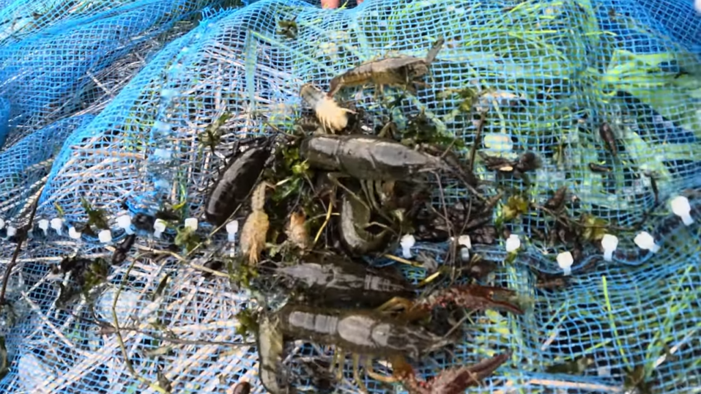 網に入るのはアメリカザリガニばかり