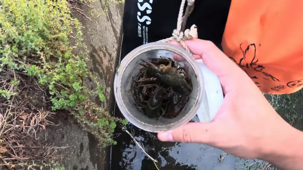 ザリガニを入れている容器はぎゅうぎゅうになっています