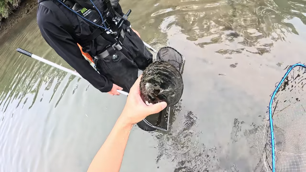 大きなドブガイの姿もありました