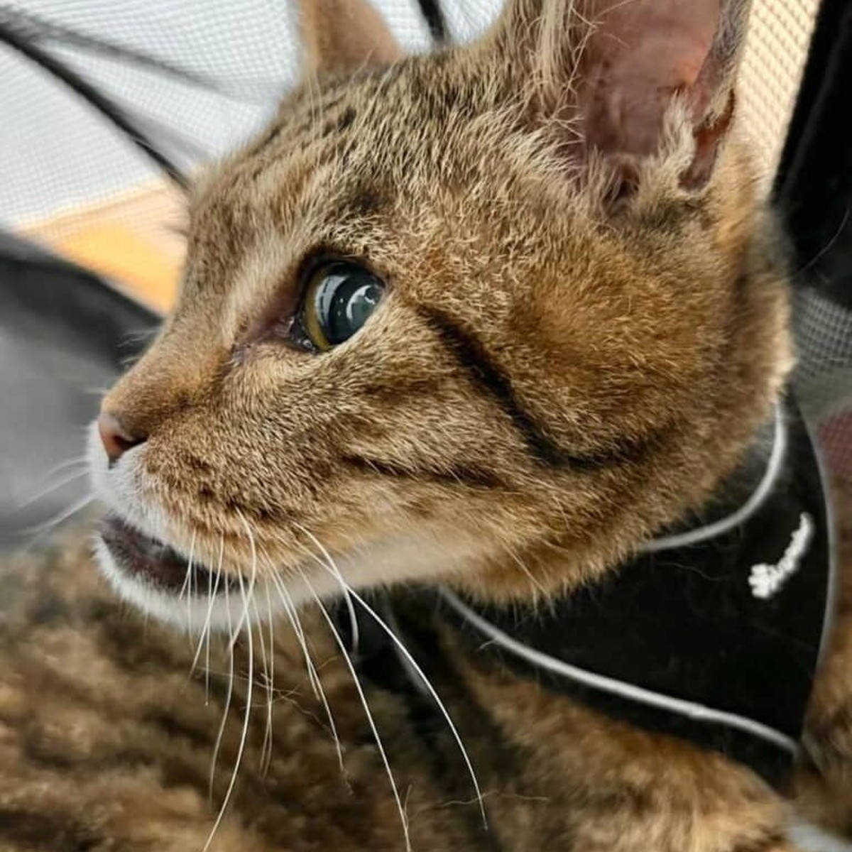 アゴがしゃくれている愛猫→レントゲンを撮ったら……　衝撃の結果が95万表示「どゆこと！？」「すごい！！」（1/3） | 猫 ねとらぼ