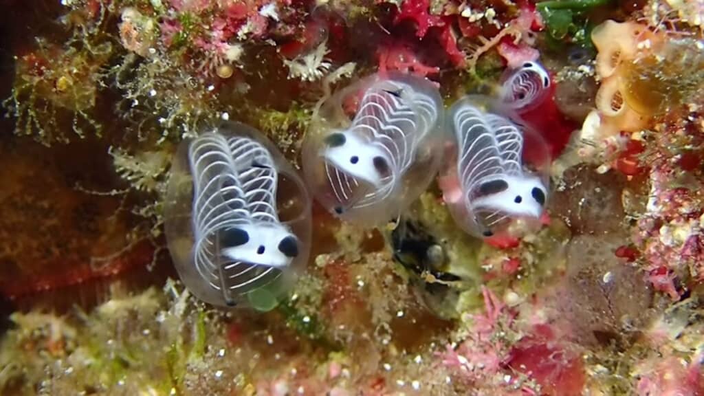 水底にいる骸骨のような、パンダのような生物