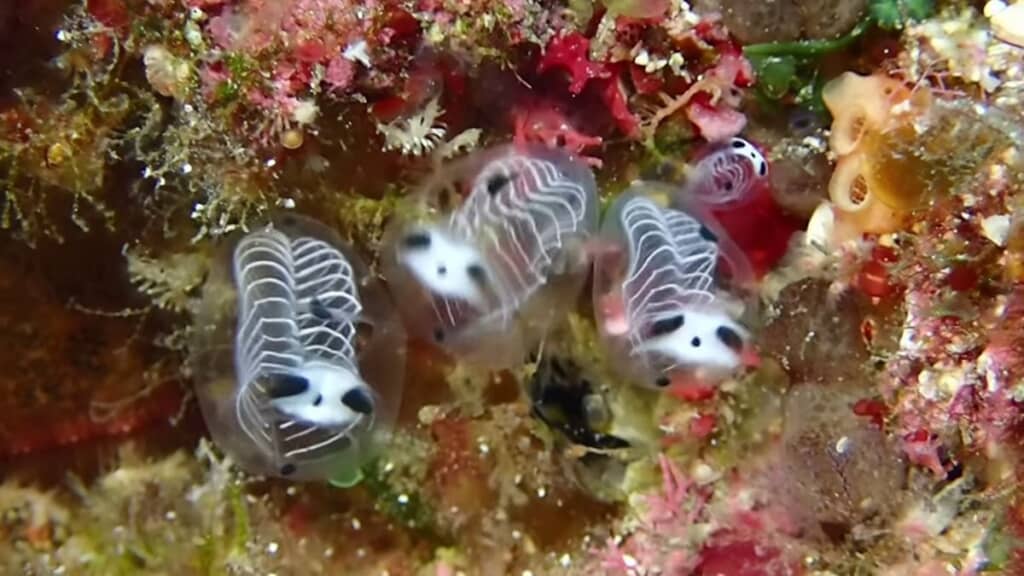 潮の流れによりプルプル震えているガイコツパンダホヤ