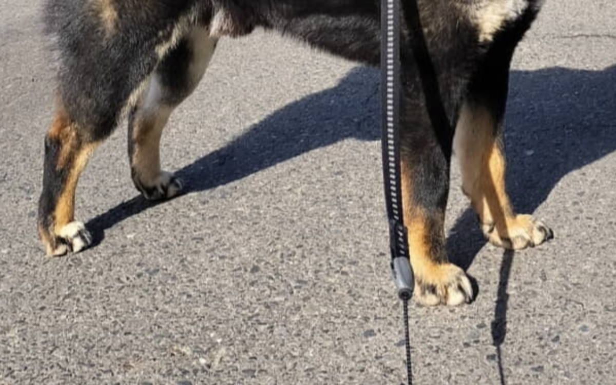 ←散歩中、「カッコいい！」と言われた犬　「かわいい」と言われた犬→　リアクションが完璧すぎる姿に「最高ですね」（1/3） | 犬 ねとらぼ