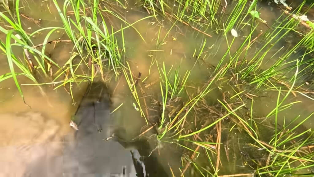 群生しているカンガレイ