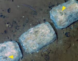 深海7000メートルで発見されたクジラの墓場