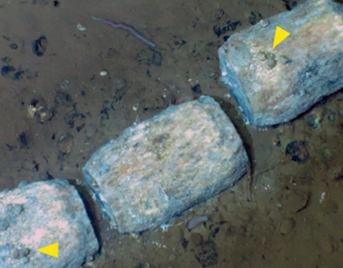 深海7000メートルに、1200キロにわたる“クジラの墓場”――　530万年前の化石や新種の生物を確認【海外】 | 動物 ねとらぼ