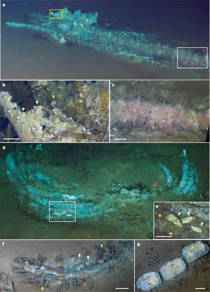 絶滅した新種のクジラまで発見