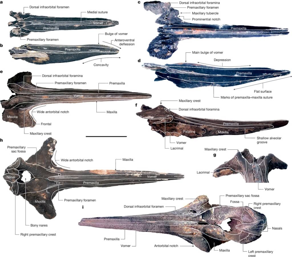 ディアマンティナ層から産出されたクジラの化石頭蓋骨。