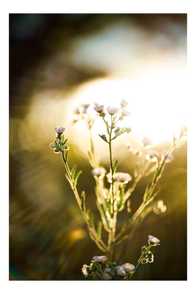 夕日に照らされた野草の花、逆光で輝く様子