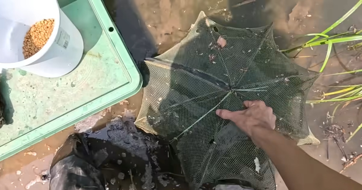 600匹のアメリカザリガニを駆除するも→罠を仕掛けたら翌日……「えっ？」目を疑う光景に「こんなデカいの今までどこに」 | 動物 ねとらぼ